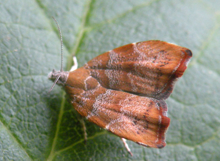 Choreutis nemorana